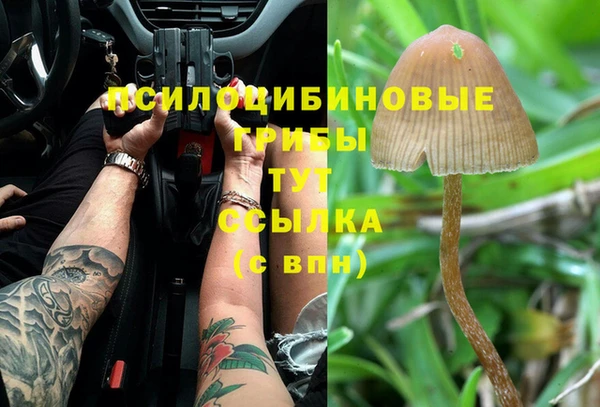 PSILOCYBIN Елабуга